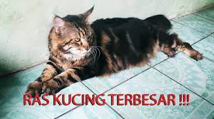 Cocokah Pelihara Mainecoon Di Indonesia Bersama Kucing Mainecoon Mania Asipedia 1 Youtube