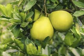 It is pale green to yellow when ripe with white, pink or red flesh. What Is A Pummelo Tips For Growing A Pomelo Tree
