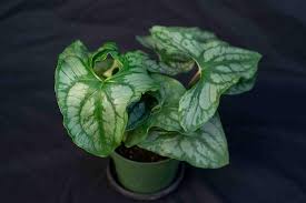 Image result for Stylochaeton