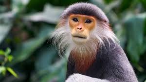 تفسير حلم القرد لابن سيرين فسر ابن سيرين القرد في المنام على أنه دليل على المكر والاحتيال، فهو رجل سيئ الأخلاق يرتكب المعاصي والكبائر. ØªÙØ³ÙŠØ± Ø­Ù„Ù… Ø§Ù„Ù‚Ø±Ø¯ ÙÙŠ Ø§Ù„Ù…Ù†Ø§Ù… Ù…Ø¬Ù„Ø© Ø±Ø¬ÙŠÙ…