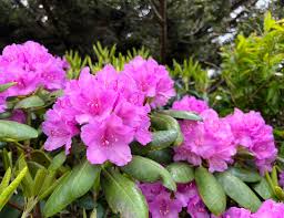 Image result for Rhododendron
