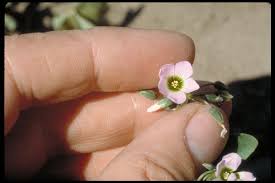 Image result for Oxalis latifolia