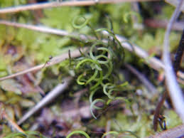 Image result for Schizaea