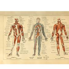 Amazon Com Meishe Art Vintage Poster Print Human Anatomy