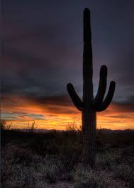 We did not find results for: Chiara Dental Dentist Tucson Az