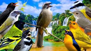 Som de Riacho e Pássaros Cantando na Natureza ao Amanhecer - YouTube