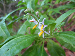 Image result for Solanum