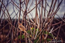 Bird Sitting On Branch Quote A Bird Sitting On A Tree Is Never Afraid Of The Branch Breaking Because Her Trust Is Not On The Branch But Her Own Wings Quote Qu Instagram Birds Quotes To