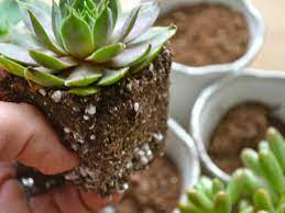We found that it has a truly unique water holding capability while simultaneously being optimized to provide superior draining which succulents need. The Best Soil Mix For Succulents World Of Succulents