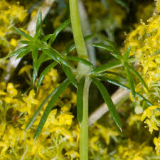 Image result for Galium verum