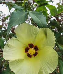 Image result for Hibiscus diversifolius
