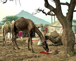 How can i get d code cus cash camel is asking for my zip code. Pushkar The Camel Market Landscape And Travel Photography Forum Digital Photography Review