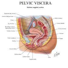Vector illustration on isolated background. Human Organs Diagram Female Anatomy Pelvic Organs Anatomy Organs Female Reproductive Anatomy Female Anatomy
