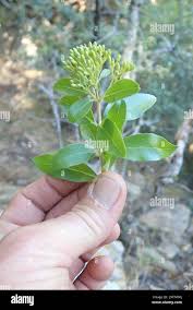 Image result for Nuxia congesta