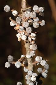 Image result for Micrargeriella