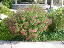 Image result for Spiraea bumalda