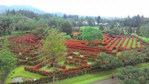 Tanaman hias bunga merupakan tanaman hias yang banyak digandrungi oleh penggemar tanaman bunga. Berbunga Bunga Di Taman Bunga Nusantara
