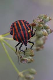 Black And White Striped Beetle Red Black Beetle Cool Insects Insects