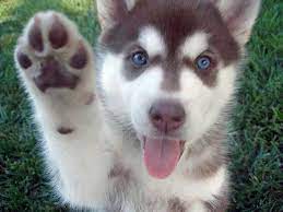 Below you will find a list of husky breeders located in west virginia. Home