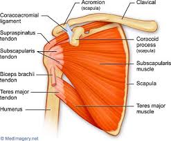Posterior shoulder pain is more often than not mistakenly identied as rotator cuff disease or cervical disk disease. Muscles Of The Shoulder Musculoskeletal Portfolio
