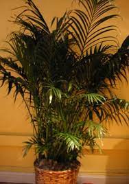 Areca Palm How To Take Care Of Your Areca Palm Indoor Palm Trees Indoor Palms Palm Plant Care