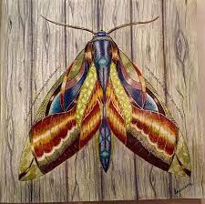 Reino Animal Por Luciana Silveira Inspirational Coloring Pages Insp Millie Marotta Animal Kingdom Animal Kingdom Colouring Book Millie Marotta Coloring Book