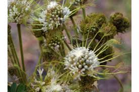 Image result for Albizia adianthifolia