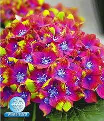 Freiland Hortensie Saxon Schloss Wackerbarth 1 Pflanze Freiland Hortensie Hydrangea Macrophylla Exotische Blumen