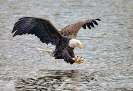 Female has rusty wings and back, narrow bands on tail. Birds Of Prey You Ll Find In The South Southern Living