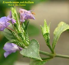 Image result for Eranthemum pulchellum