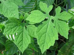 Image result for Momordica pterocarpa