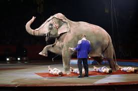 Research Topic What S Wrong With Circuses Animals Circus Animals Animal Articles