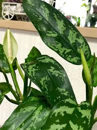 アグラネオマ サトイモ科 葉に特徴 観葉植物 多肉植物 その他色々 のアルバム みんなの趣味の園芸 Id 659464
