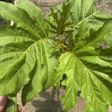 Image result for Solanum chrysotrichum