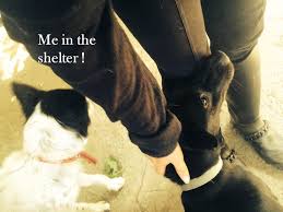 The shelter frequently offers adoption promotions reducing those fees further. Nico Zero Stray Pawject Where Public Policy Initiatives Meet Animal Welfare In Greece To Achieve Zero Stray Dogs