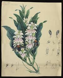 Image result for Isoglossa sp. A