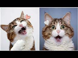 562 Bagaikan Langit Di Sore Hari Tiktok Compilation Funny Cat Face Like A Human Youtube Kucing Funny Langit