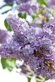 Fall In Love With Lilacs All Over Again Their Fragrance Flower Power And Sheer Variety Are Tough To Beat Lilac Varieties Lilac Gardening Syringa Vulgaris