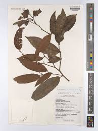 Image result for Rawsonia lucida