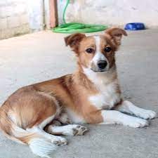 Nur anzeigen mit video suchen. Unsere Hunde Tiere In Not Griechenland E V