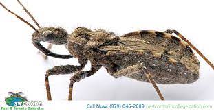 Assassin bugs (also called kissing bugs) are similar to many other insect species in the way that they feed on human and animal blood. Assassin Bugs Best Left Alone Swoboda Pest Termite Control Inc