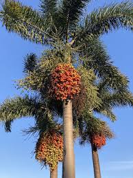 Image result for Wodyetia bifurcata