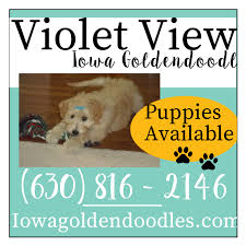 Find goldendoodle puppies for sale with pictures from reputable goldendoodle breeders. Violet View Iowa Goldendoodles Home Facebook