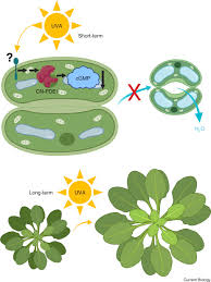 We did not find results for: Plant Cell Biology Uva On Guard Sciencedirect