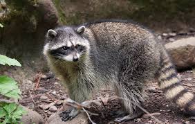 Leaving food on a sheltered veranda or shed is not advisable. Raccoons Portland Audubon