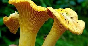 Raccogliere funghi porcini è una pratica che richiede molta esperienza. Inizia La Stagione Dei Funghi Ma Siamo Leggermente In Ritardo Luglio Troppo Secco Il Via Da Agosto Montagna L Adige It