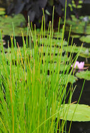 Image result for Eleocharis caduca