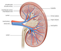 Labeled Diagram Of The Human Kidney Bodytomy In 2020 Kidney Anatomy Human Kidney Chronic Kidney Disease