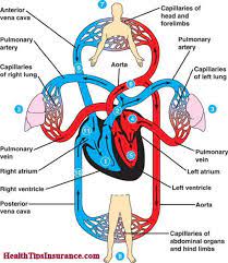 Overview Of Pulmonary And Systemic Circulation Health Insurance Quotes Emt Study Human Circulatory System Heart Anatomy