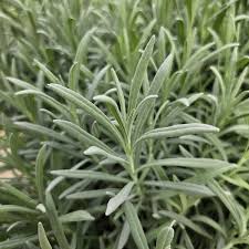 Image result for Lavandula angustifolia Vera
